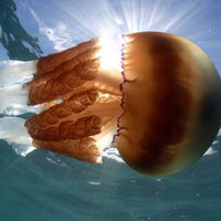 Dev deniz anaları yaklaşıyor!