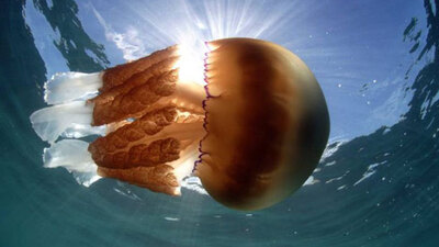 Dev deniz anaları yaklaşıyor!