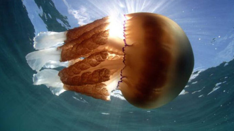 Dev deniz anaları yaklaşıyor!