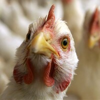 Korkutan kuş gribi açıklaması!