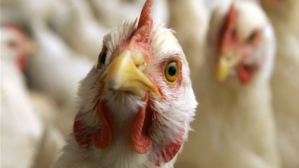 Korkutan kuş gribi açıklaması!