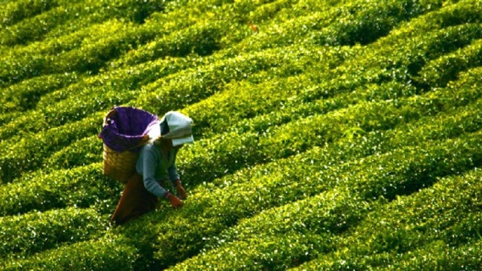 Çay üreticilerine müjde!