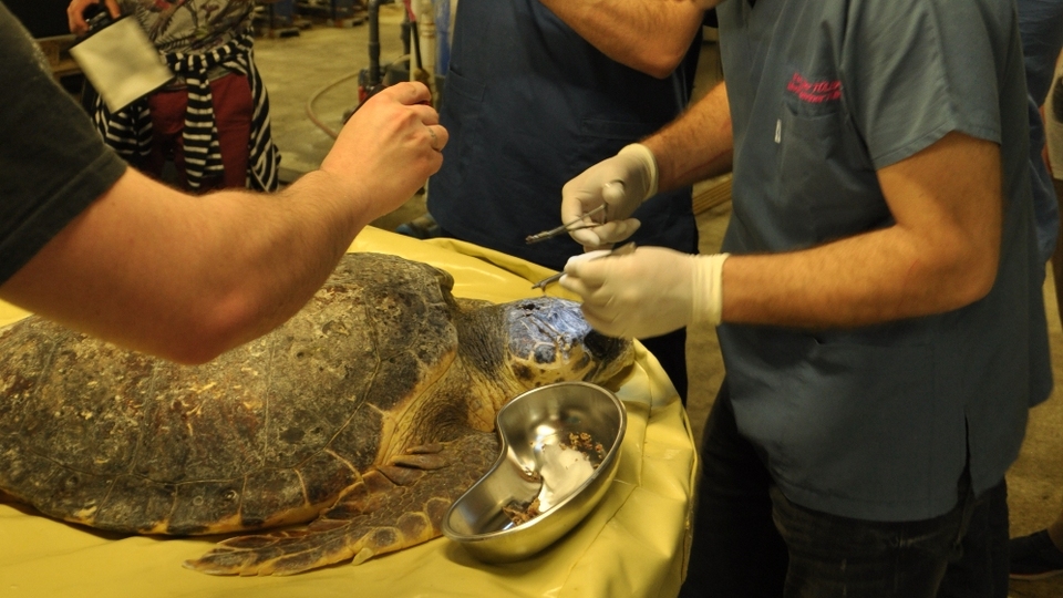 Çanakkale içinde vurdular beni!