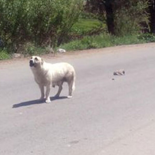 Anne köpeğin çığlığı!