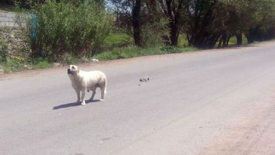 Anne köpeğin çığlığı!
