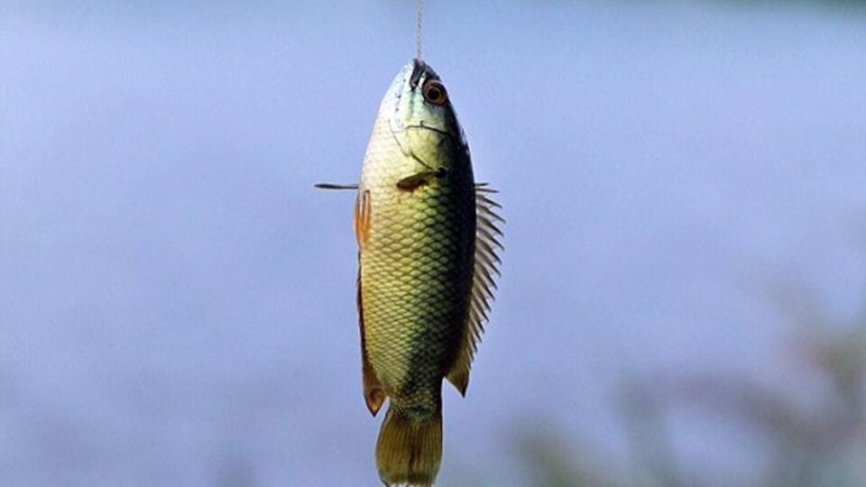 Ağaca tırmanan 'levrek' alarmı!