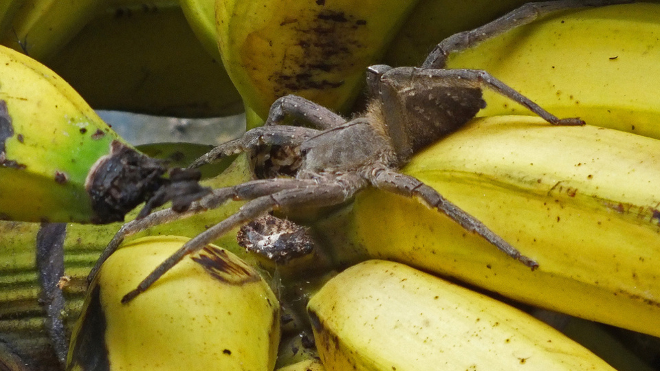 Muz alan aile şok oldu!