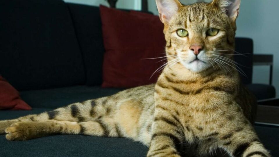 Kedi evde mutlu olur mu?