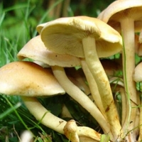 Uzmanlardan zehirli mantar uyarısı!