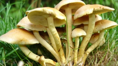 Uzmanlardan zehirli mantar uyarısı!