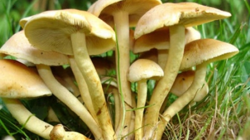 Uzmanlardan zehirli mantar uyarısı!