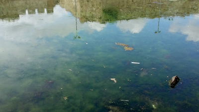 Marmara Denizi'nde 'RED TIDE' ALARMI