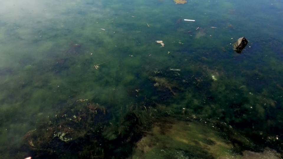 Marmara Denizi'nde 'RED TIDE' ALARMI