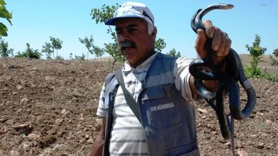 Bu işten para kazanıyor!