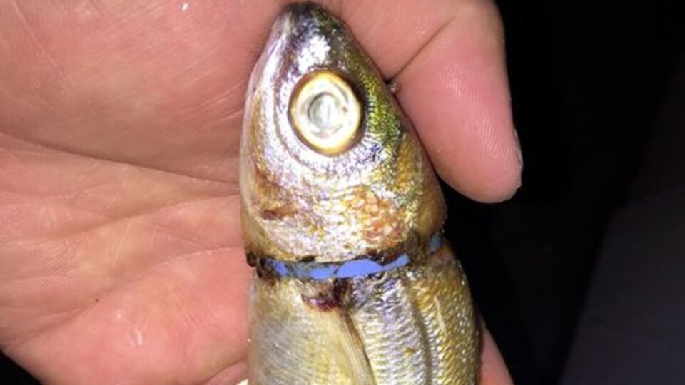 Çanakkale Boğazı'nda yakalandı