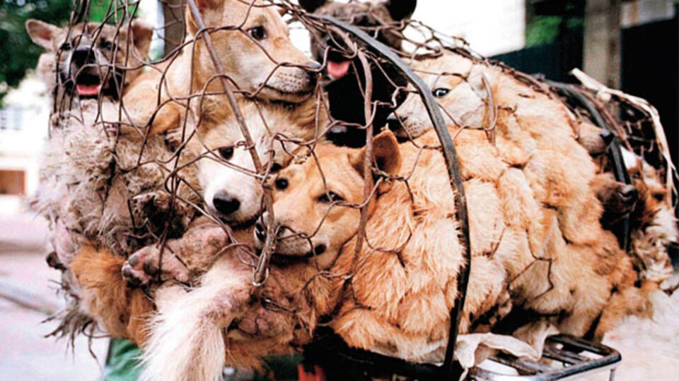 Bu vahşeti durdurun!