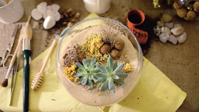 Cam fanustaki doğa: Terrarium