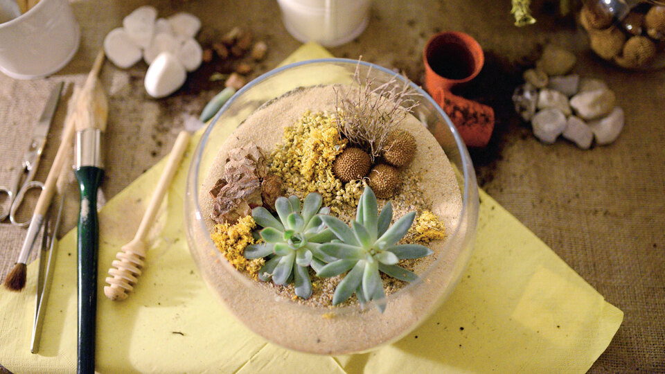 Cam fanustaki doğa: Terrarium