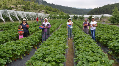 Saksıda başladı, geçim kaynağı oldu!