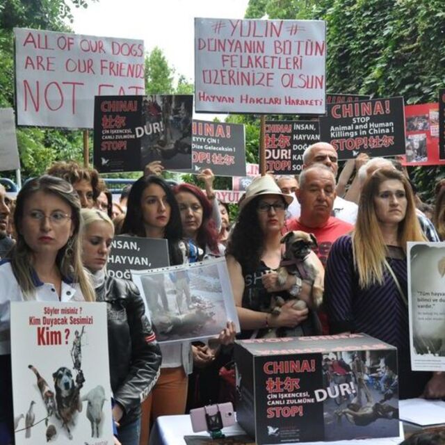 İstanbul'da, Çin köpek eti festivaline protesto