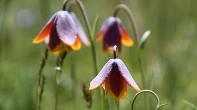 Türkiye'den çalıp Eyfel'in altına diktiler!
