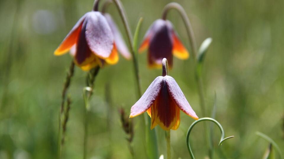 Türkiye'den çalıp Eyfel'in altına diktiler!