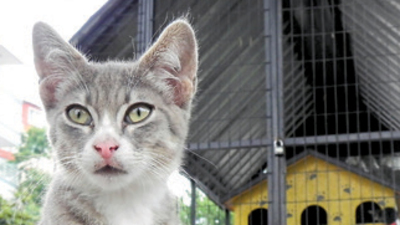 Sokak kedilerine üç katlı villa