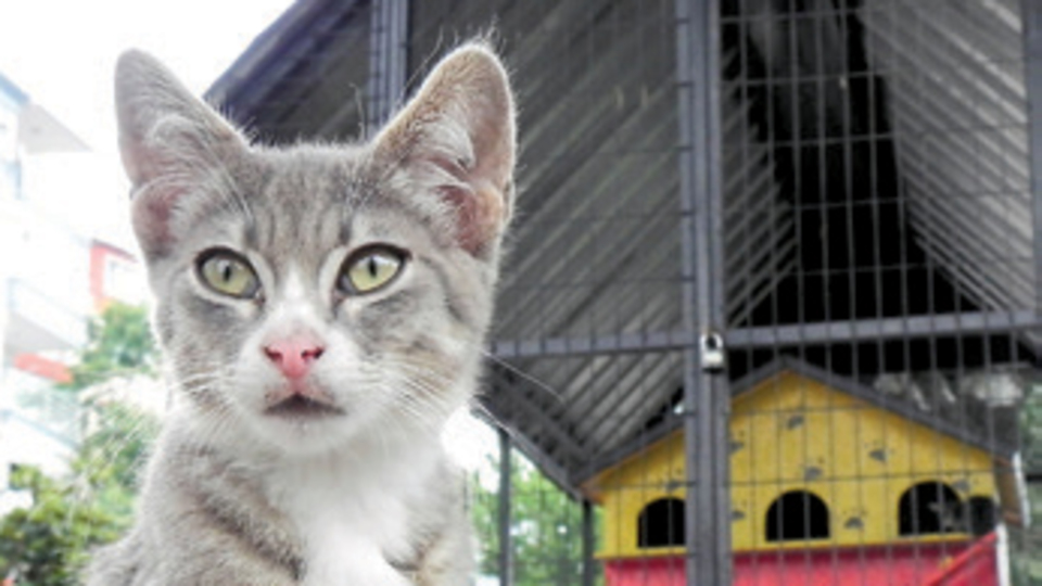 Sokak kedilerine üç katlı villa