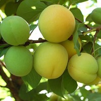 'Saçı dökülenler yesin'