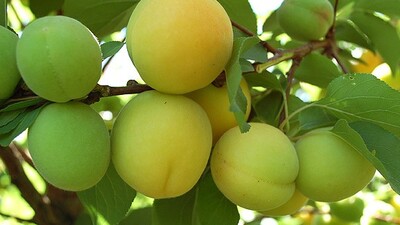 'Saçı dökülenler yesin'