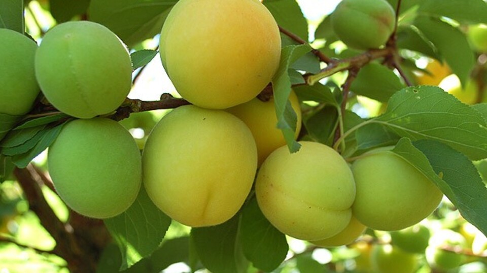 'Saçı dökülenler yesin'