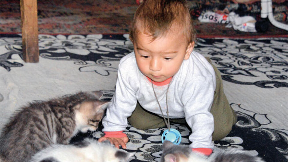 Evlerinde doğuran kedi için yardım istediler, mama yağdı