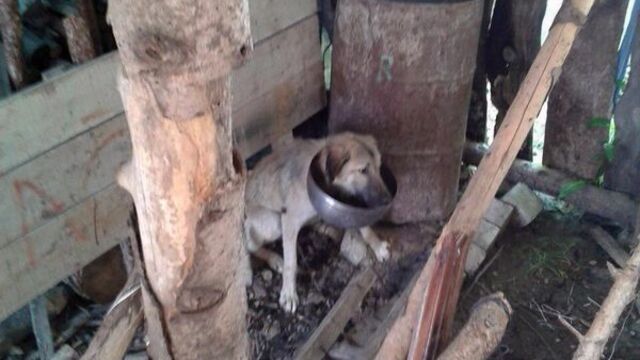 Köpeğin başına tencere geçirdiler!