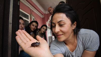 Dünyanın en pahalı ve en güçlü böceği!