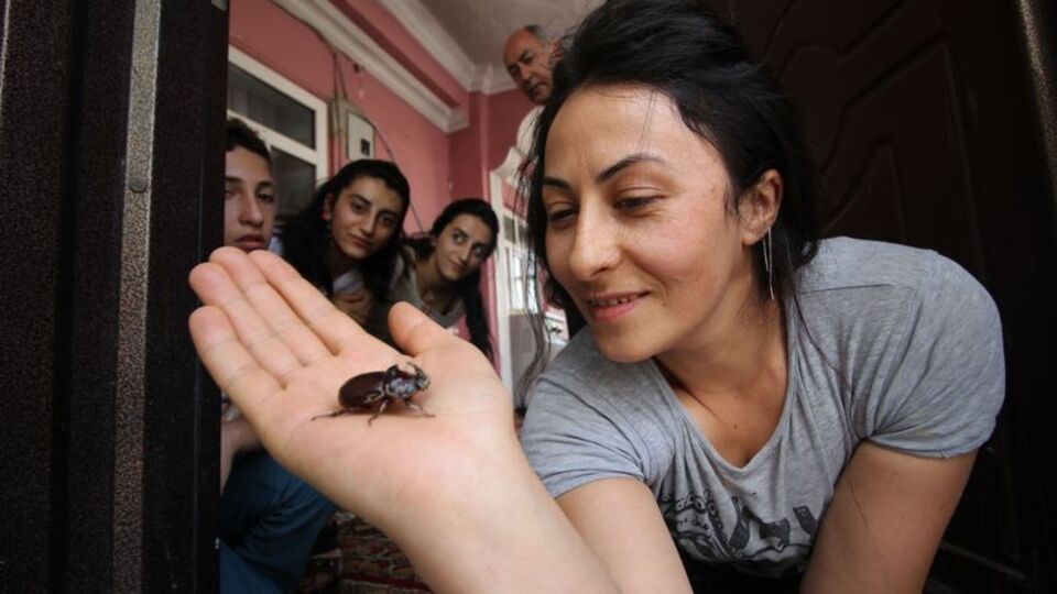 Dünyanın en pahalı ve en güçlü böceği!