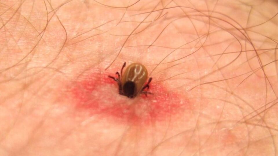 Kene mevsimi başladı!