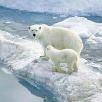 Bir din haline geldi, tartışamıyorsunuz!