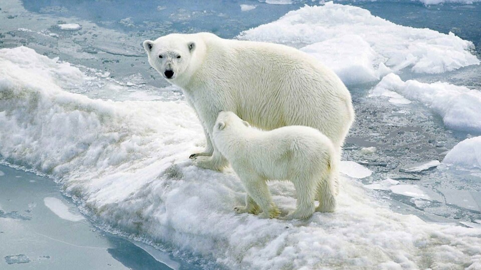 Bir din haline geldi, tartışamıyorsunuz!