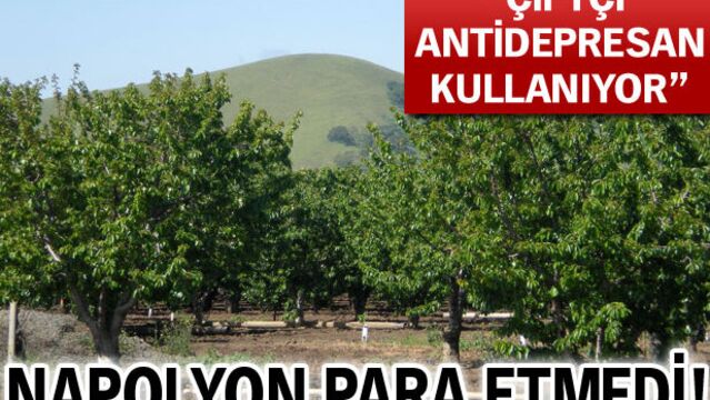 Napolyon para etmedi!