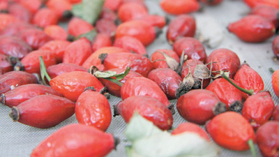 Zeytinburnu Bahçesi'nde 700 bitki koruma altında