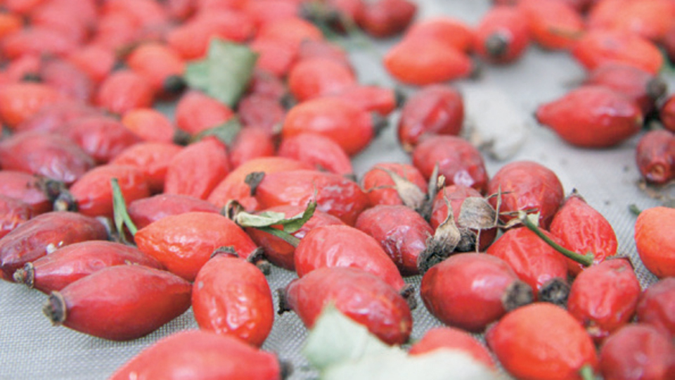 Zeytinburnu Bahçesi'nde 700 bitki koruma altında