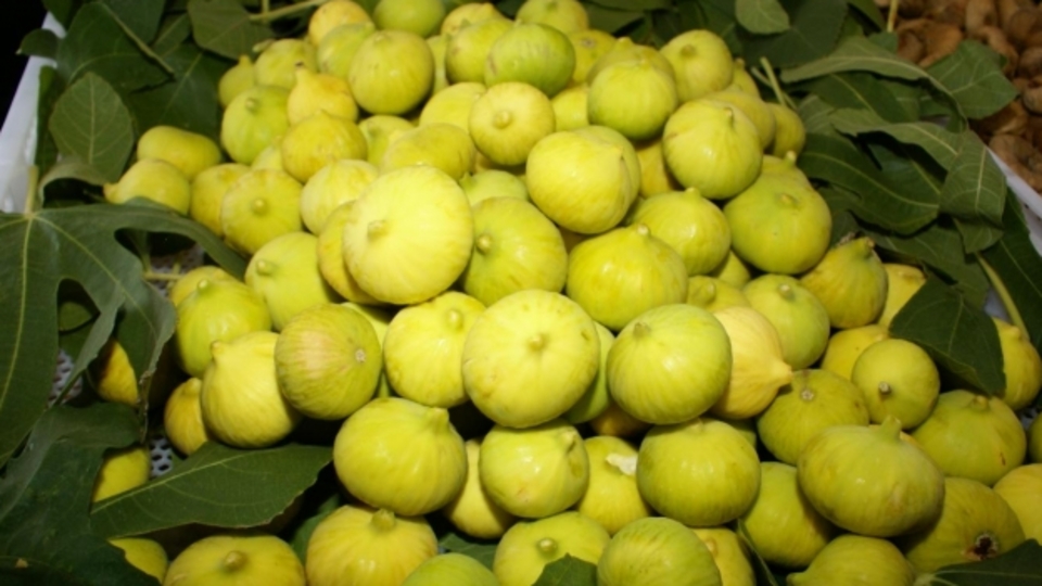 Türkiye, incir üretiminde "Dünya lideri" oldu