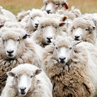 Kurban Bayramı mesajları