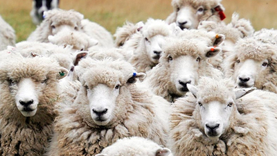 Kurban Bayramı mesajları