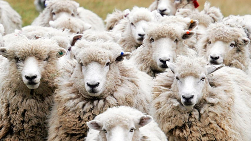 Kurban Bayramı mesajları