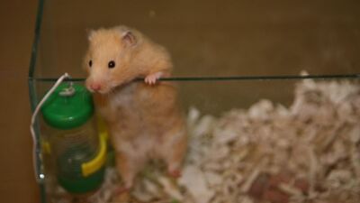 SSPE hastalığı için ithal fareler geldi