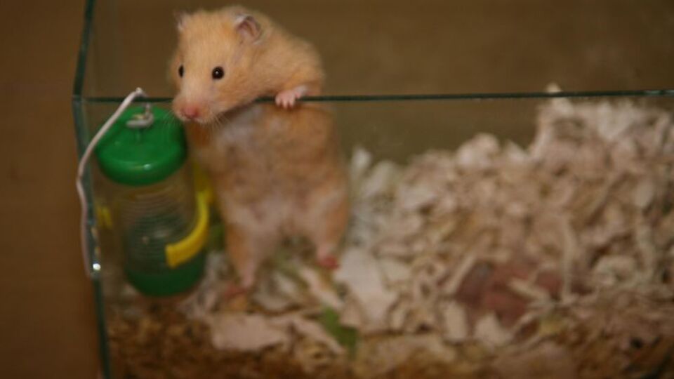 SSPE hastalığı için ithal fareler geldi