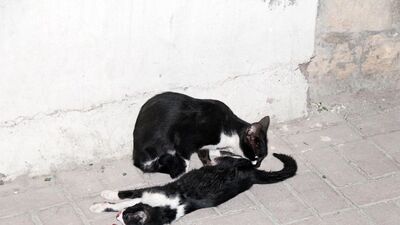 Başından ayrılmadı!