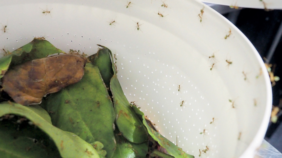 Karınca yer misiniz?