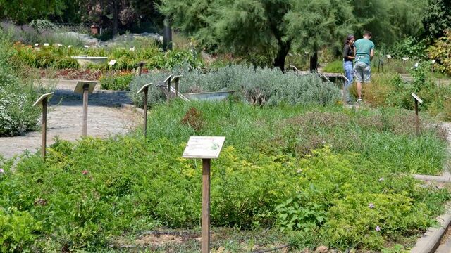 Tıbbi Bitkiler Bahçesi'nden 'Fitoterapi' desteği